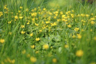 Lesser celandine (Ficaria verna, synonym: Ranunculus ficaria L.), flowers in a damp location, Peene