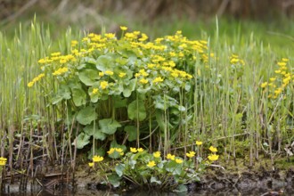 Marsh marigold (Caltha palustris), flowers in a wetland habitat, Peene Valley nature park Park,