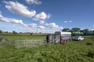 Shepherds build a ferch and prepare sheep load with a double-decker animal transporter on the
