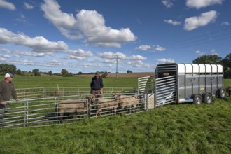 Shepherds prepare to load sheep standing in the Ferch into the animal transporter, Rehna,