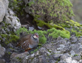 Red-legged partridge (Alectoris rufa), Madeira, Portugal