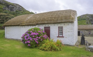 Hydrangeas and straw covered houses in the open-air museum, Glencolmcille, County Donegal, Ireland