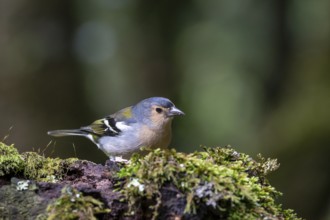 Madeira Chaffinch (Fringilla coelebs maderensis), sitting on a branch, Madeira, Portugal