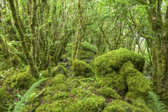 Mossy forest and ferns at St Colman's Chapel and Sacred Spring, Burren, Keelhilla, Carran, County