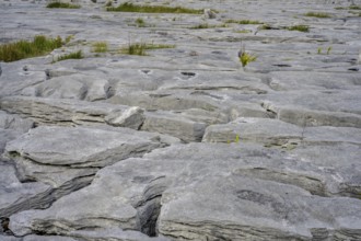 Karst landscape of the Burren, Keelhilla, Carran, County Clare, Ireland