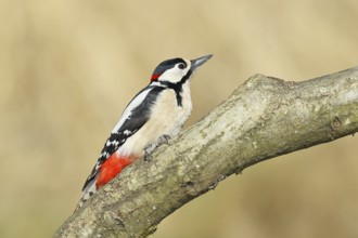 Great spotted woodpecker (Dendrocopos major), male, sitting on a branch, wildlife, animals, birds,