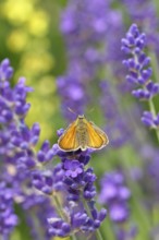Large skipper (Ochlodes venatus), collecting nectar from a flower of Common lavender (Lavandula