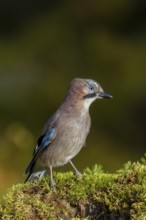 The jay (Garrulus glandarius) inspects a tree stump with a keen eye, autumn, Sweden