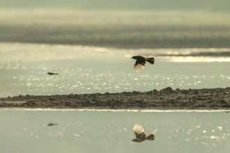 Eurasian jay (Garrulus glandarius) chasing a white wagtail, pursue, prey, prey animal, flight