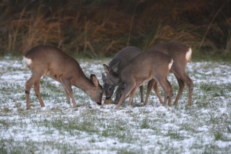 Roe deer (Capreolus capreolus) doe (left and right) and two buck fawns in the snow at the Kirrung