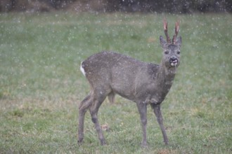 Roe deer (Capreolus capreolus) buck with freshly swept, still red antlers in the meadow during