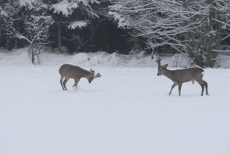 Roe deer (Capreolus capreolus) Bucks in velvet antlers sit with their forelegs in the snow on the