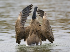 A Canada goose flaps its wings after plumage care, Ümminger See, Bochum, North Rhine-Westphalia,