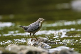 A dipper sits in a stream, Hönnetal, Sauerland, North Rhine-Westphalia, Germany