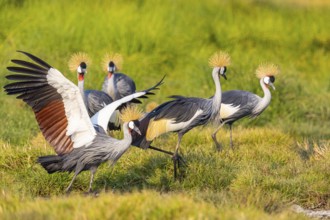 Crowned Crane (Balearica regulorum) courtship behavier South Luangwa NP Zambia August