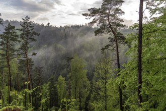 Fog in the forest of Bohemian Switzerland National Park near Hrensko, Czech Republic