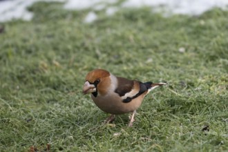 Hawfinch (Coccothraustes coccothraustes) searching for food in winter, North Rhine-Westphalia,