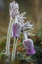 Meadow Pasque Flower, Meadow Pasque Flower, Black Pasque Flower (Pulsatilla pratensis), flower in
