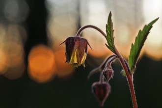 Brooklime (Geum rivale), flowering in the evening light, Peene Valley nature park Park,