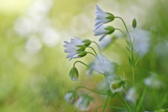 Greater stitchwort (Rabelera holostea, synonym: Stellaria holostea L.), backlit flowers, Peene