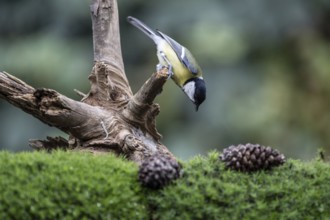 Great Tit (Parus major), Emsland, Lower Saxony, Germany