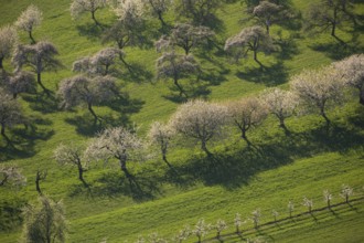 Blooming orchards on the Albtrauf near Neidlingen at sunset