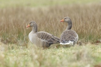 Grey goose (Anser anser) on a moor, Dümmer, Lake Dümmer, Ochsenmoor, Hüde, Lower Saxony, Germany
