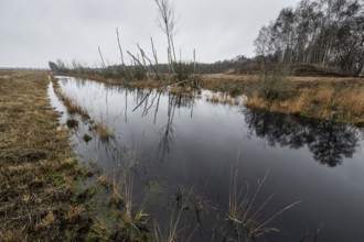 Autumn moor landscape, Emsland, Lower Saxony, Germany