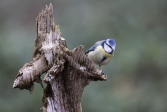 Blue tit (Parus caerulea), Emsland, Lower Saxony, Germany