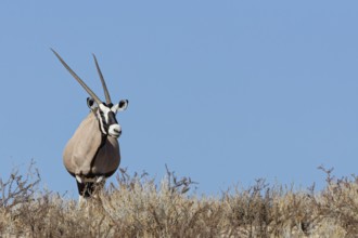 Gemsbok (Oryx gazella), adult female, standing on a rocky ridge among dry bushes, looking at