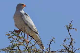 Pale chanting goshawk (Melierax canorus), adult, sitting on a tree branch, on the lookout, blue