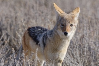 Black-backed jackal (Lupulella mesomelas), adult, standing among dry bushes, looking at camera,