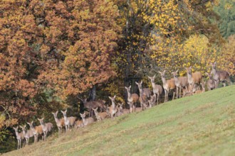 A large herd of red deer (Cervus elaphus) rests in hilly terrain on a meadow at the edge of the