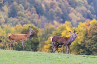 A herd of red deer cows (Cervus elaphus) stands in a meadow. In the background, a forest can be