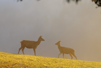A herd of red deer cows (Cervus elaphus) standing on a meadow in backlit condition. Fog covers the