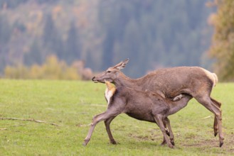 A red deer cow (Cervus elaphus) stands on a meadow and suckles her fawn. A forest in autumnal