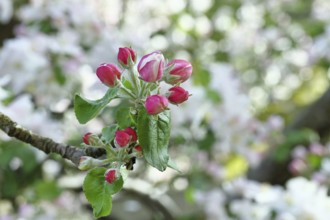 Apple blossoms (Malus), red still closed blossoms, bokeh in the background, close-up, Wilnsdorf,