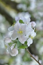 Apple blossoms (Malus), white blossoms with bokeh in the background, close-up, spring, Wilnsdorf,