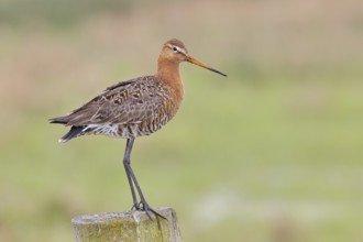 Black-tailed godwit (limosa limosa), on a perch, on a fence post, snipe birds, wildlife, nature