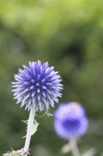Blue globe thistle (Echinops ritro), flower, ornamental plant in a garden, Wilnsdorf, North