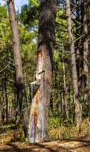 Extraction of tree resin according to traditional tradition, forest area in Nazare, Portugal
