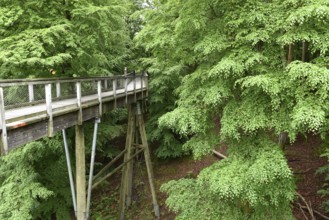 Treetop Trail on Rügen, Natural Heritage Center, Mechlenburg-Vorpommern, Germany