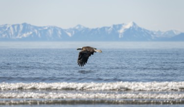Bald eagle (Haliaeetus leucocephalus) in flight, Anchor Point at Cook Inlet, white mountain peaks