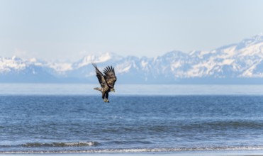Bald eagle (Haliaeetus leucocephalus) in flight during landing, Anchor Point at Cook Inlet, white
