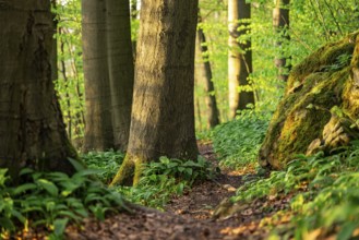 Close-up of a hiking trail lined with moss-covered rocks, trees and wild garlic, Ith, Weser Hills,
