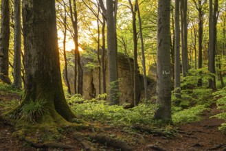 The evening sun shines through idyllic deciduous forest on the mighty cliffs of Ith, Lüerdissen
