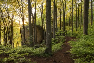 The evening sun shines through picturesque deciduous forest on the hiking trail above the Ith