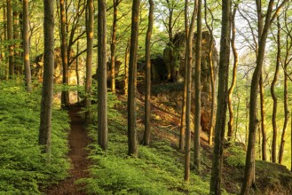 Hiking trail through the atmospheric deciduous forest above the Ith cliffs, Ith-Hils-Weg,