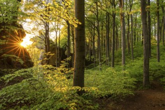 The evening sun shines through picturesque deciduous forest on the mighty cliffs of Ith, Lüerdissen