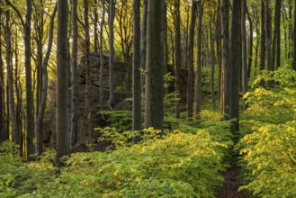 Hiking trail through the picturesque deciduous forest above the rock cliffs of the Ith,